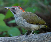 Iberian Green Woodpecker