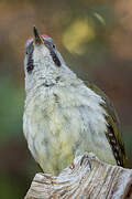 Iberian Green Woodpecker