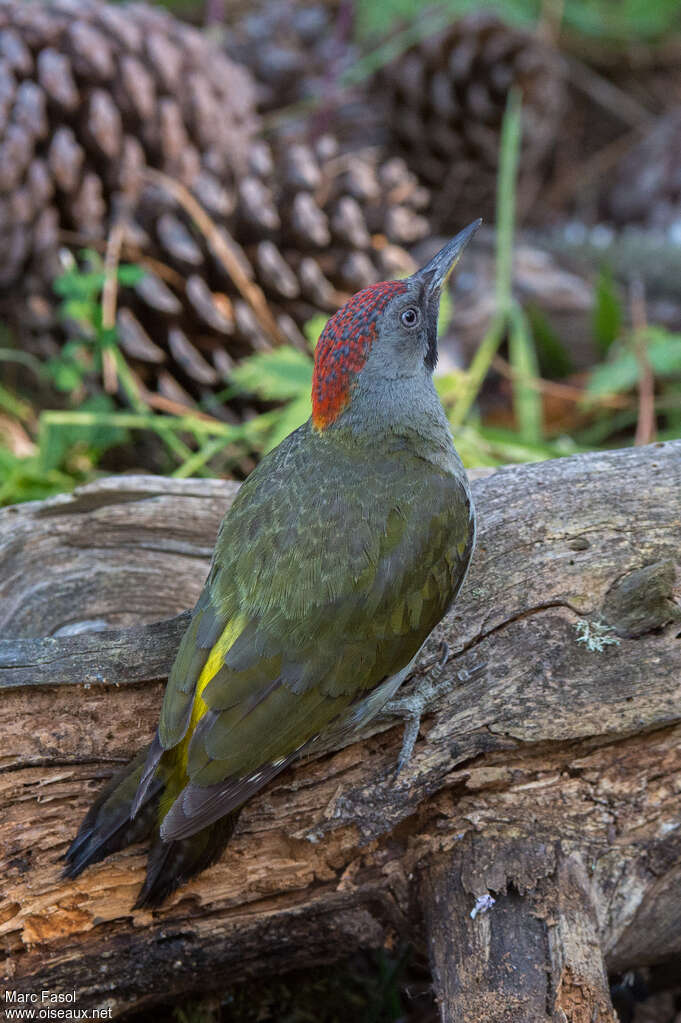 Iberian Green Woodpecker female First year