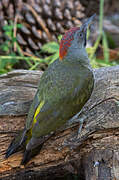 Iberian Green Woodpecker