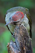 Iberian Green Woodpecker