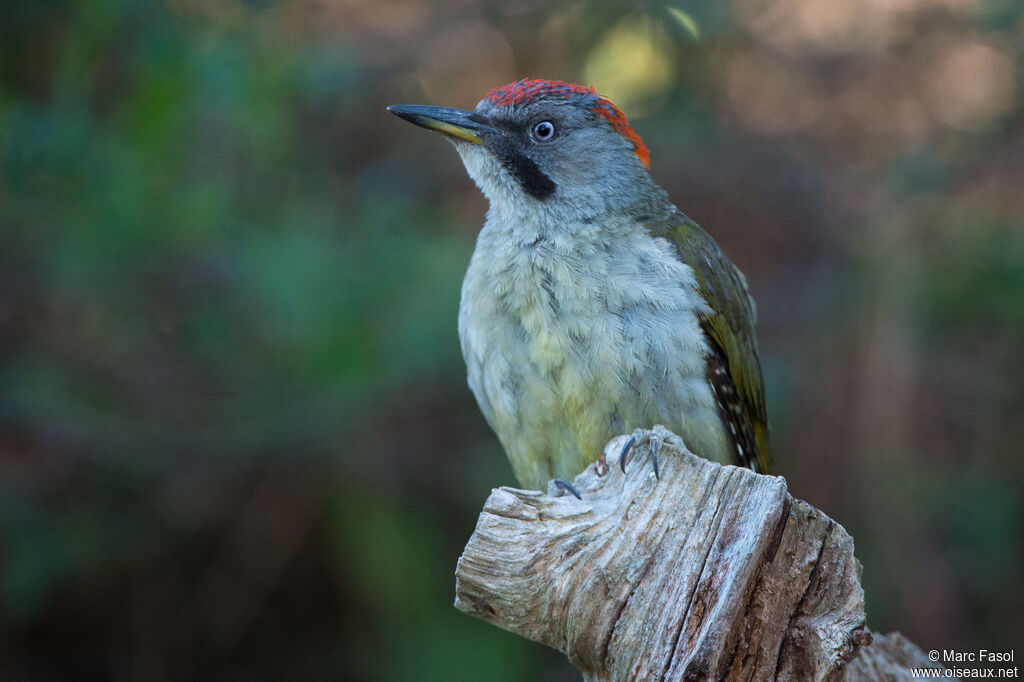 Iberian Green Woodpecker female subadult, identification