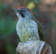 Iberian Green Woodpecker