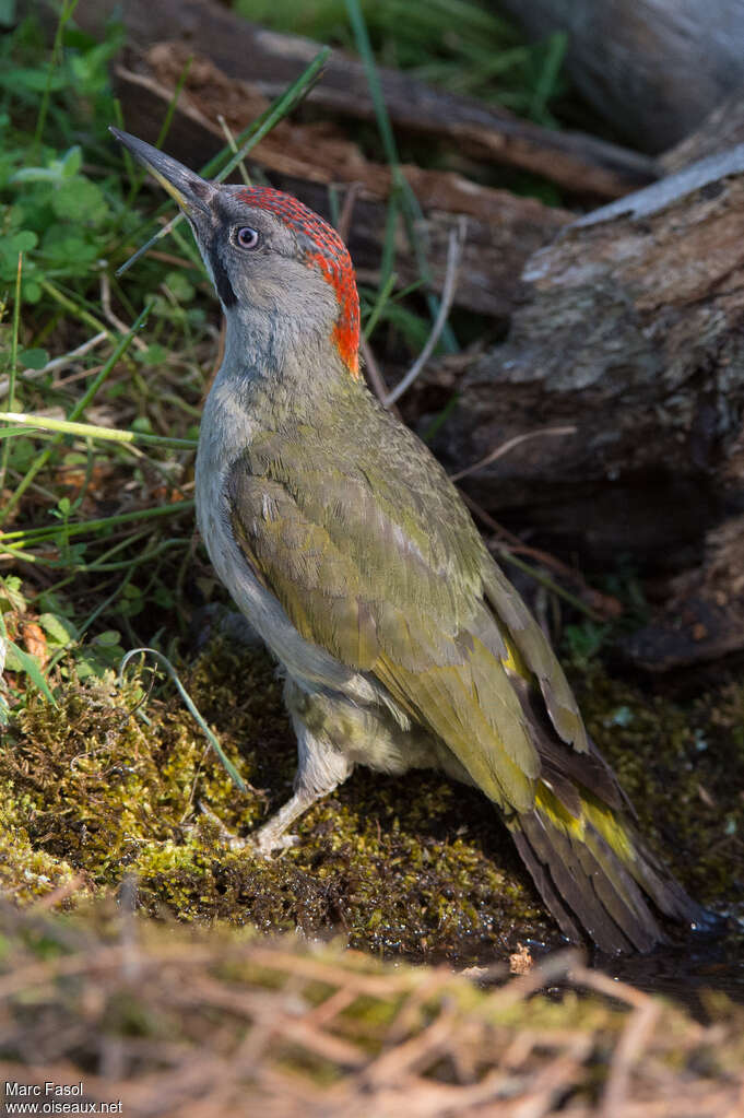 Pic de Sharpe femelle subadulte, identification