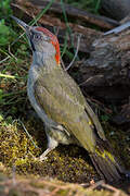 Iberian Green Woodpecker