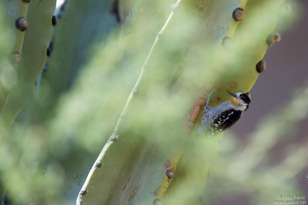 Pic des cactusadulte, identification