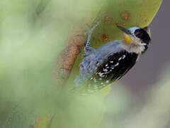 White-fronted Woodpecker