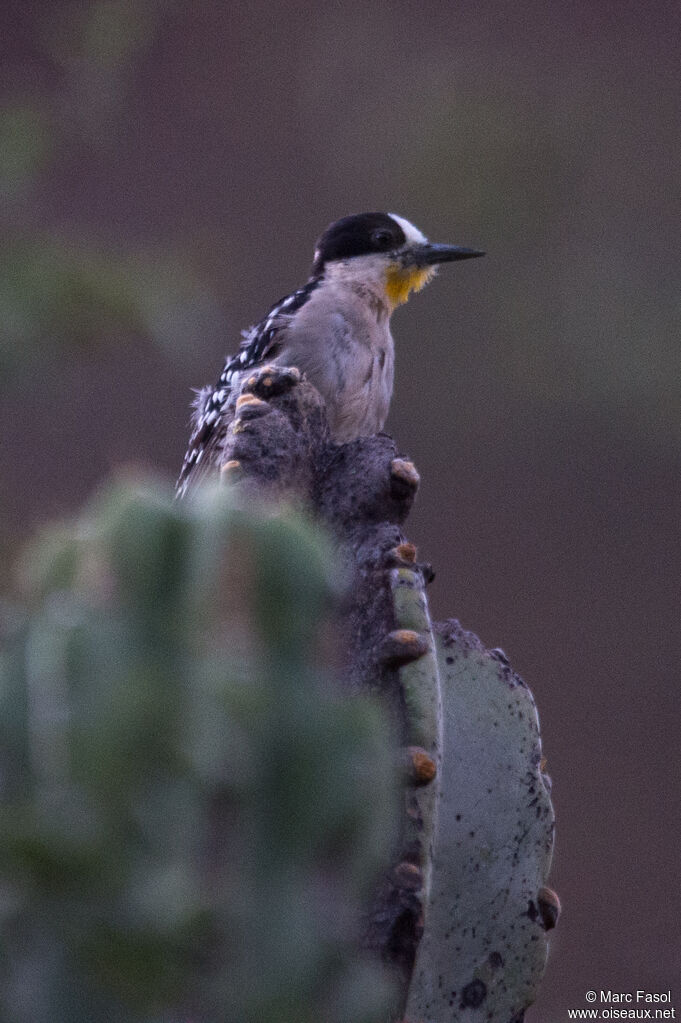 White-fronted Woodpeckeradult, identification