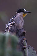 White-fronted Woodpecker