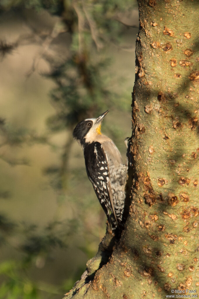 White-fronted Woodpeckeradult, identification