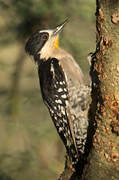 White-fronted Woodpecker