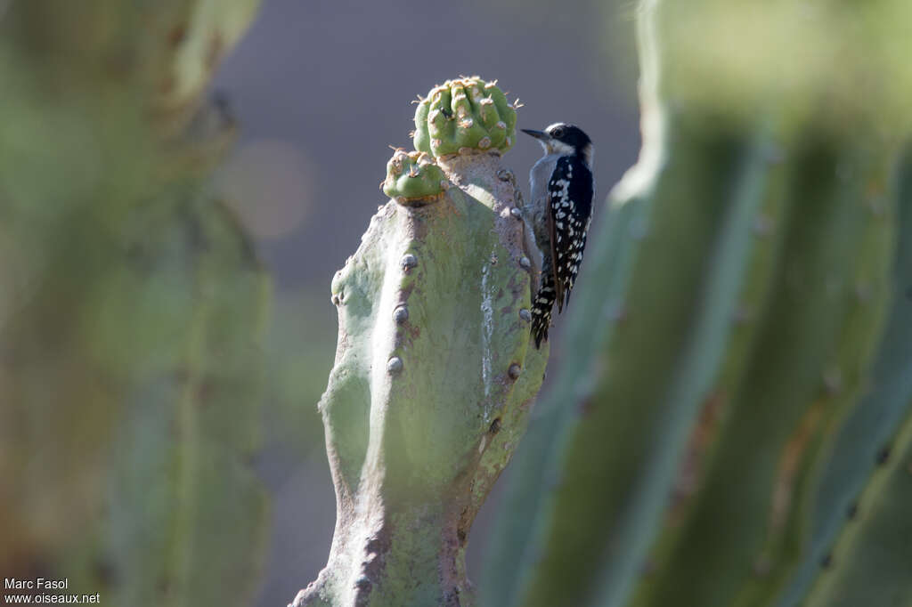 White-fronted Woodpeckeradult, habitat, pigmentation