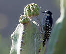 Pic des cactus