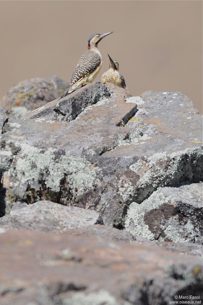 Pic des rochers adulte nuptial, identification, Comportement