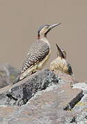 Andean Flicker