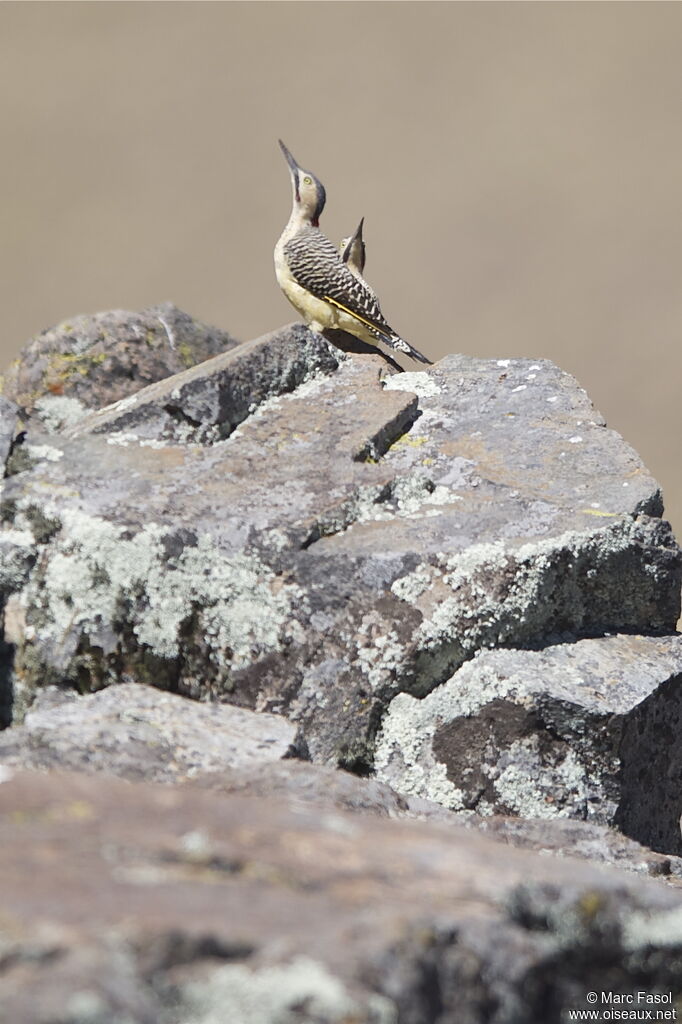 Pic des rochers adulte nuptial, identification, Comportement