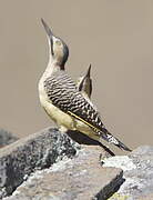 Andean Flicker