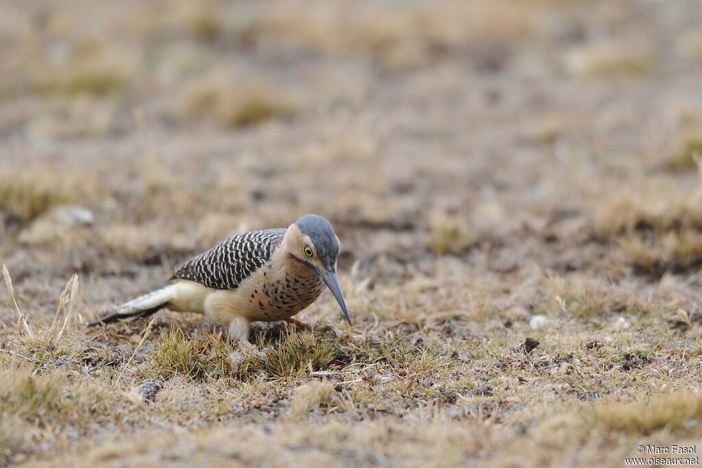 Andean Flicker male adult, feeding habits, Behaviour