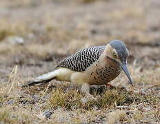 Andean Flicker