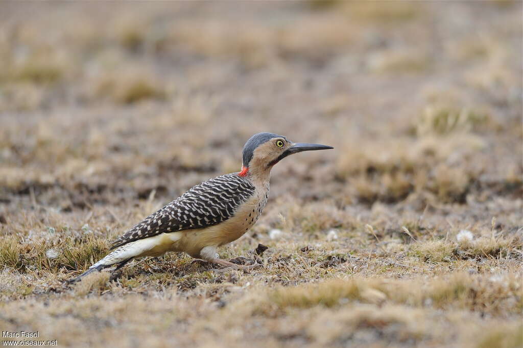 Andean Flicker male adult, feeding habits, Behaviour