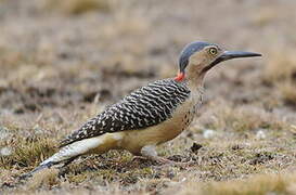 Andean Flicker