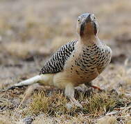 Andean Flicker