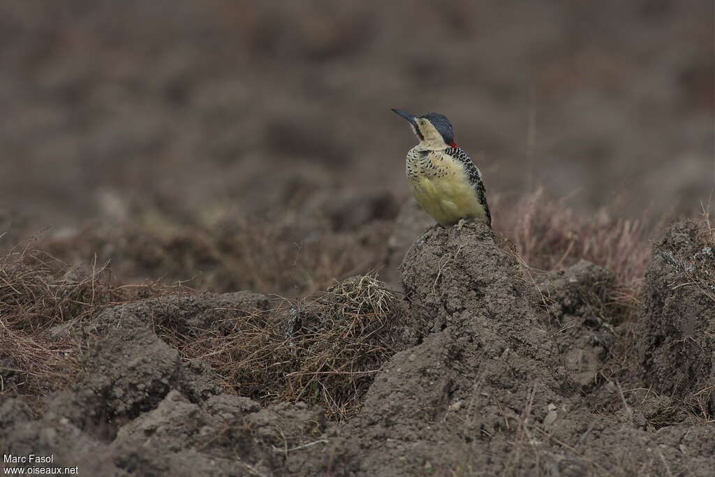 Pic des rochers mâle adulte, identification