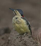 Andean Flicker