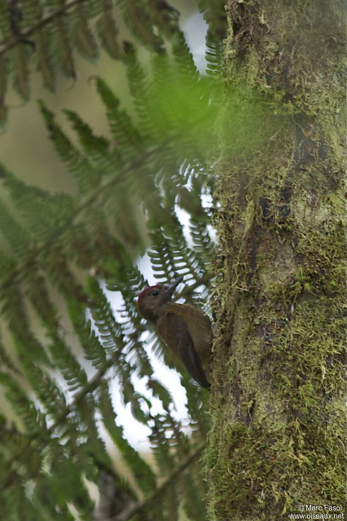 Smoky-brown Woodpecker male adult, identification, Behaviour