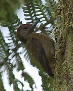 Smoky-brown Woodpecker