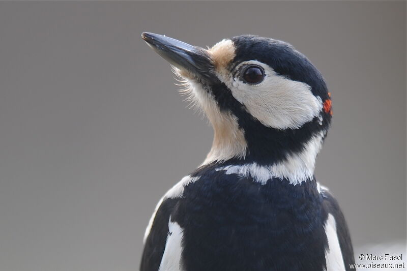Great Spotted Woodpecker male, identification, close-up portrait