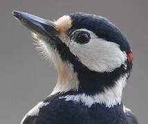 Great Spotted Woodpecker