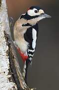 Great Spotted Woodpecker