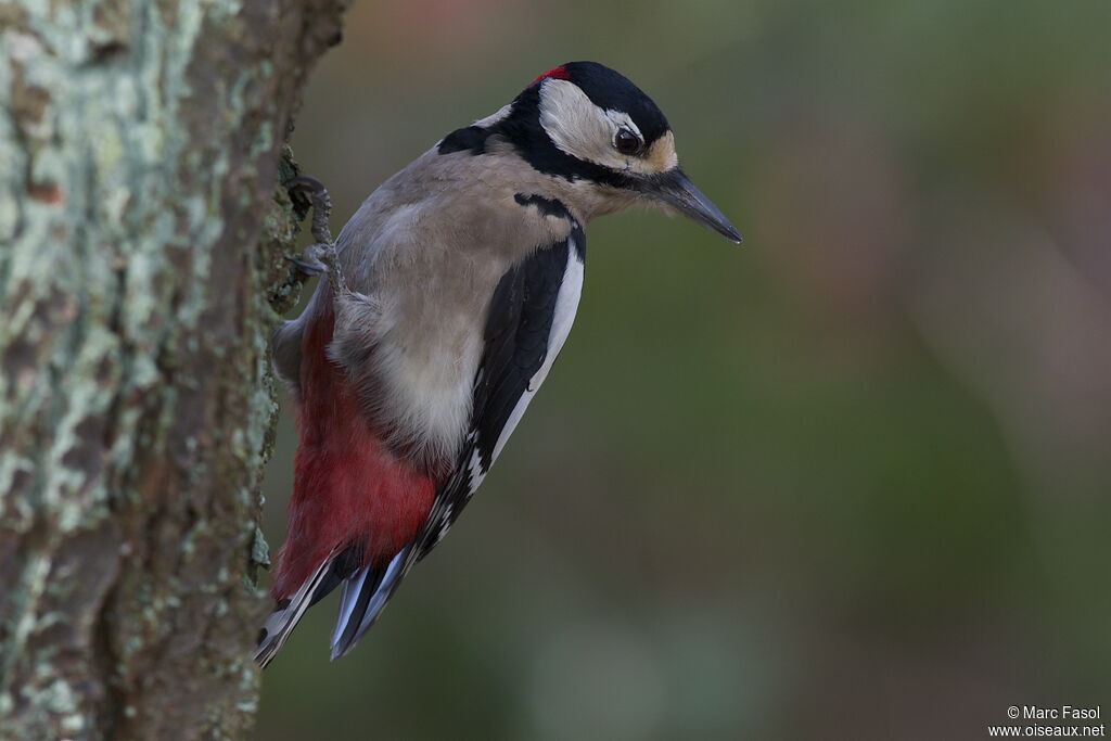 Great Spotted Woodpecker male adult post breeding, identification