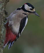 Great Spotted Woodpecker