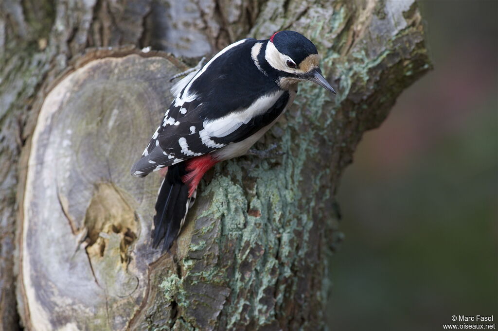 Great Spotted Woodpecker male adult post breeding, identification