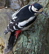 Great Spotted Woodpecker