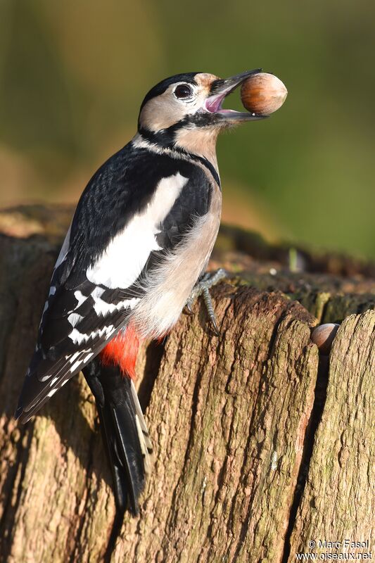 Great Spotted Woodpecker female adult post breeding, identification, feeding habits, Behaviour