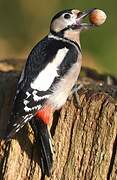 Great Spotted Woodpecker