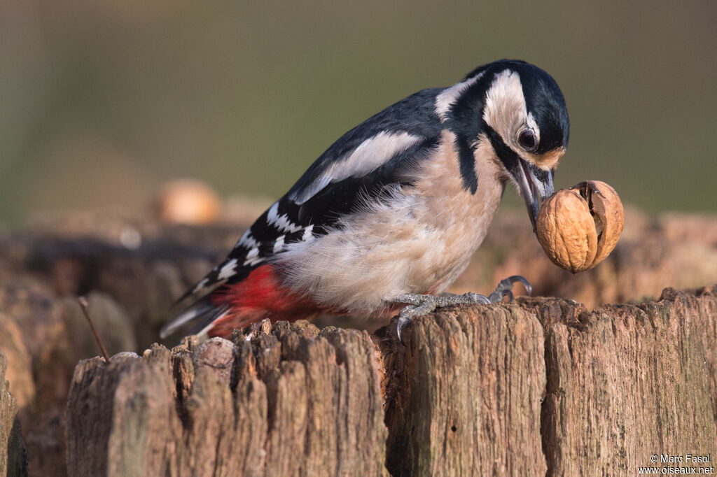 Great Spotted Woodpecker female adult post breeding, identification, feeding habits, Behaviour