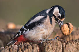 Great Spotted Woodpecker