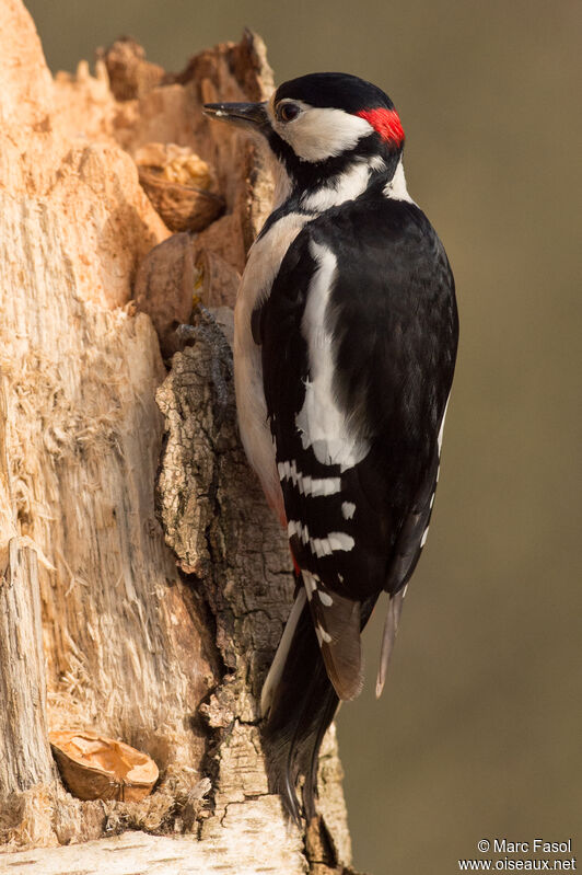 Great Spotted Woodpecker male, identification, eats