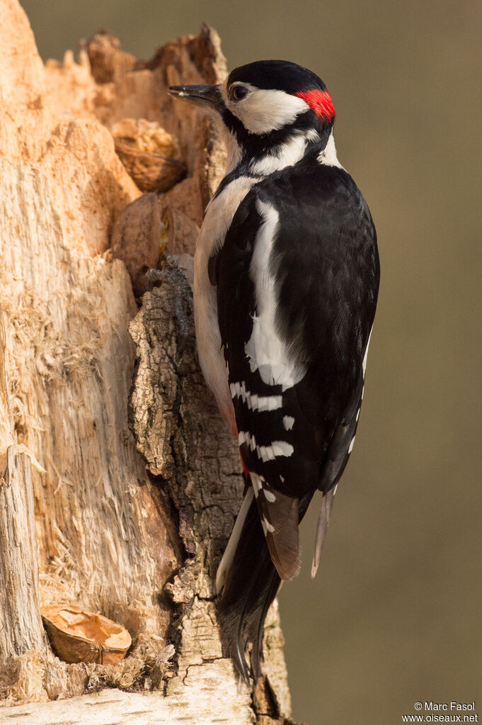 Great Spotted Woodpecker male, identification, eats