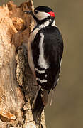 Great Spotted Woodpecker