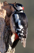 Great Spotted Woodpecker