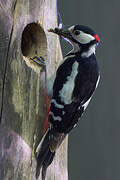 Great Spotted Woodpecker