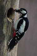 Great Spotted Woodpecker