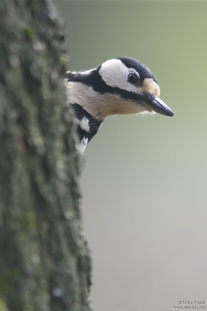 Great Spotted Woodpecker female, identification, Behaviour