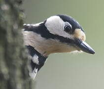 Great Spotted Woodpecker