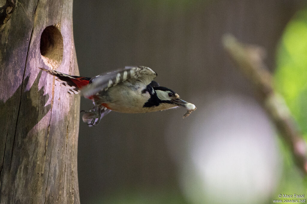 Great Spotted Woodpeckeradult, Flight